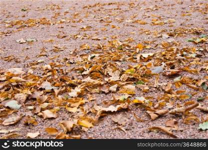 autumn leafs on stone path