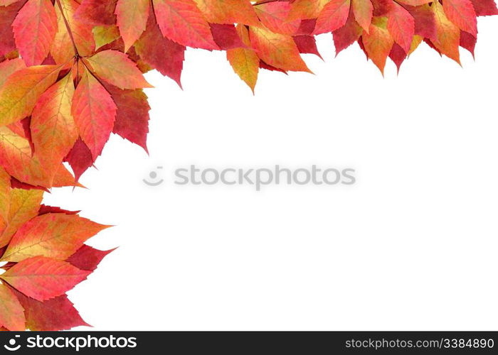 autumn leaves