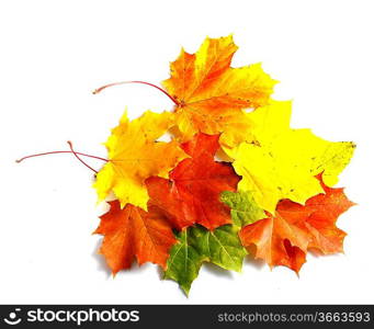 Autumn leaves