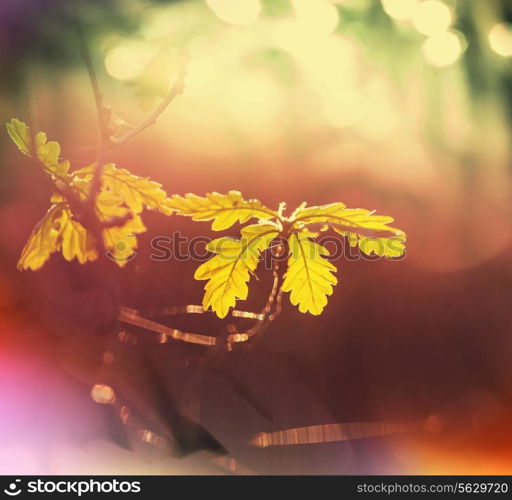 autumn leaves