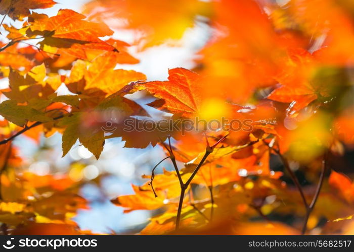 autumn leaves