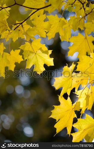 autumn leaves