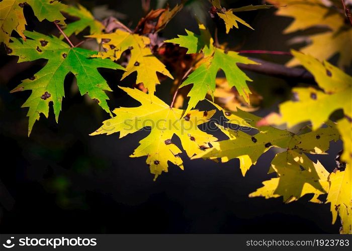 Autumn leaves a bit broken on branches with dark background