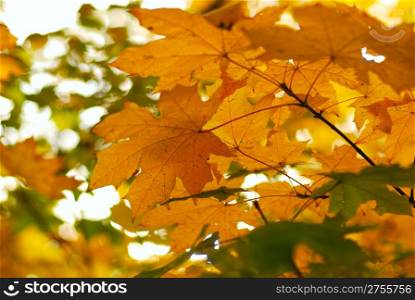 Autumn leaves. A tree a maple - yellow leaves