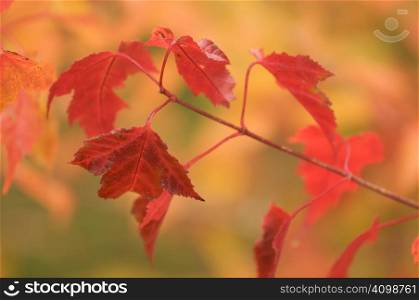 Autumn Leaves Abstract Background Image