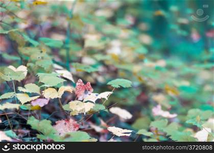 autumn leaves abstract background in fall