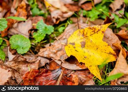 autumn leaves abstract background in fall