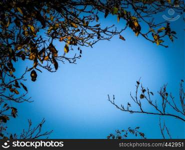 Autumn leaves against blue sky as nature background. Copy space.. Autumn leaves against blue sky.