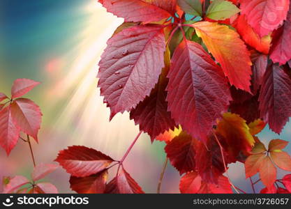 autumn leaves against sunlight