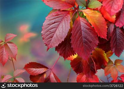 autumn leaves against sunlight