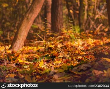 Autumn leaves and branches season composition. Falling autumn leaves natural background. Abstract autumn background concept. Fall and natural background for seasonal use