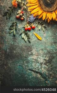 Autumn leaves and sunflower on dark rustic background, top view, border
