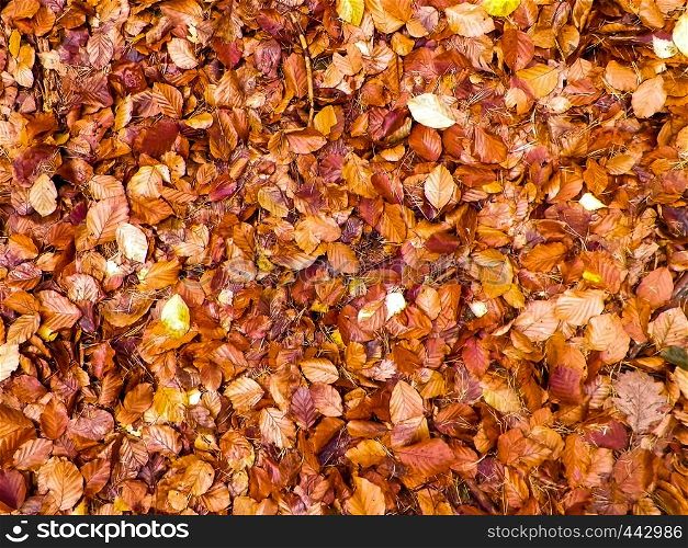 Autumn leaves as nature background. Copy space.. Autumn leaves as nature background.