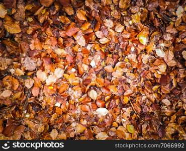 Autumn leaves as nature background. Copy space.. Autumn leaves as nature background.