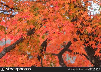 Autumn Leaves at Goshikinuma (Five Volcanic Lakes or Five Colored Lakes), a popular destination in Bandai Highlands in autumn in Fukushima prefecture, Japan