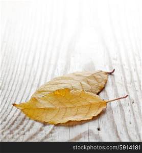 Autumn leaves. Autumn leaves over wooden background with copy space