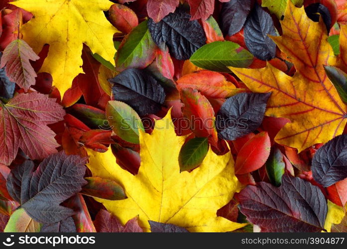 autumn leaves background