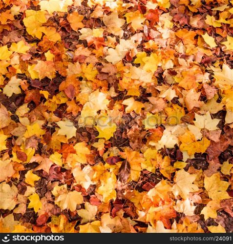 Autumn Leaves Background. Colorful autumn