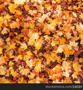 Autumn Leaves Background. Colorful autumn