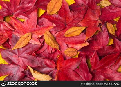 Autumn Leaves Background. Colorful autumn leaves