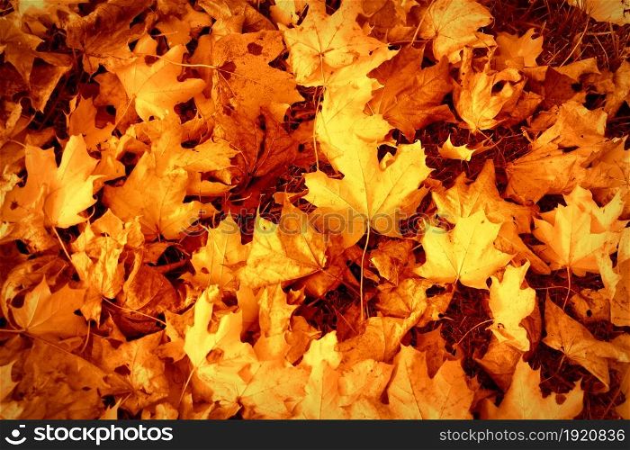 Autumn leaves background. Colorful backround image of fallen autumn leaves perfect for seasonal use.