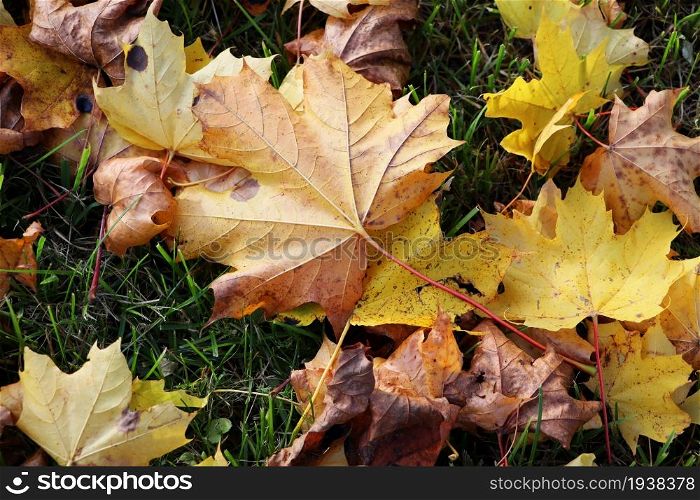Autumn leaves background. Colorful backround image of fallen autumn leaves perfect for seasonal use.