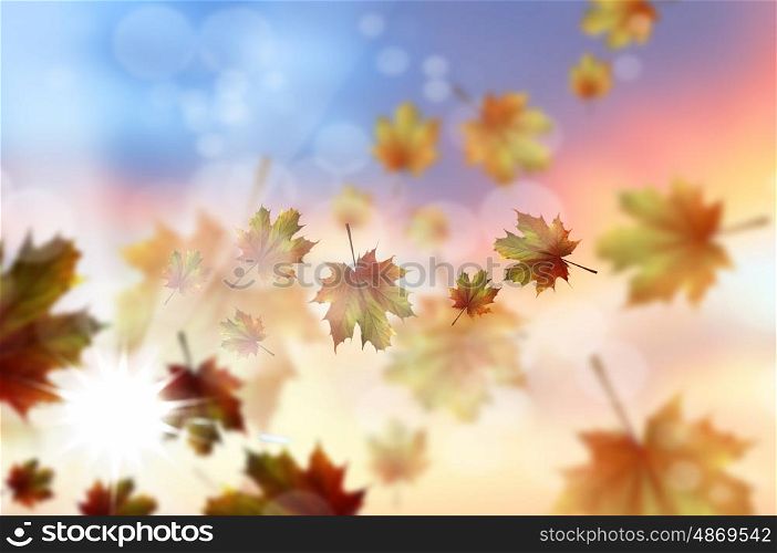 Autumn leaves. Background conceptual image with autumn falling leaves