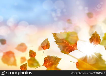 Autumn leaves. Background conceptual image with autumn falling leaves