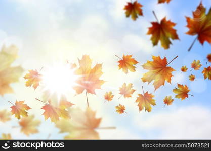 Autumn leaves. Background conceptual image with autumn falling leaves