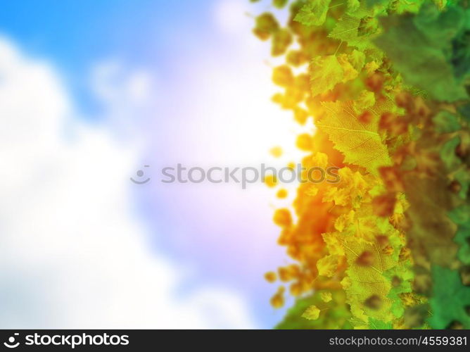 Autumn leaves. Background conceptual image with autumn leaves. Place for text