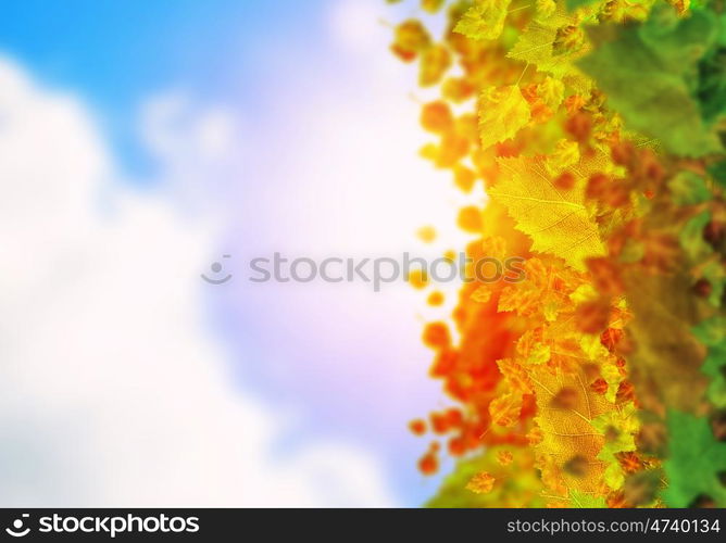 Autumn leaves. Background conceptual image with autumn leaves. Place for text