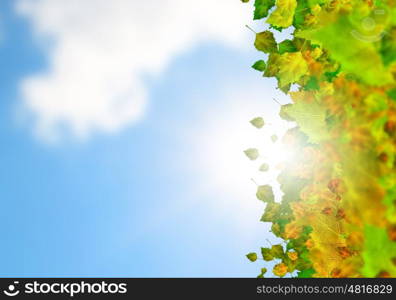 Autumn leaves. Background conceptual image with autumn leaves. Place for text