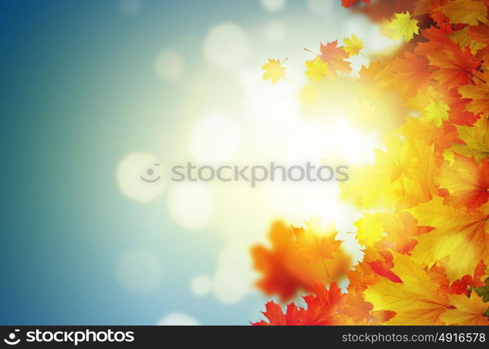 Autumn leaves. Background conceptual image with autumn leaves. Place for text