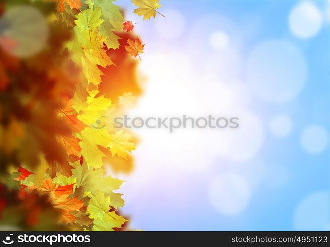Autumn leaves. Background conceptual image with autumn leaves. Place for text