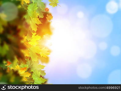 Autumn leaves. Background conceptual image with autumn leaves. Place for text