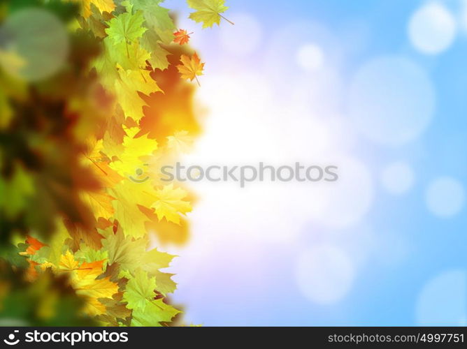 Autumn leaves. Background conceptual image with autumn leaves. Place for text