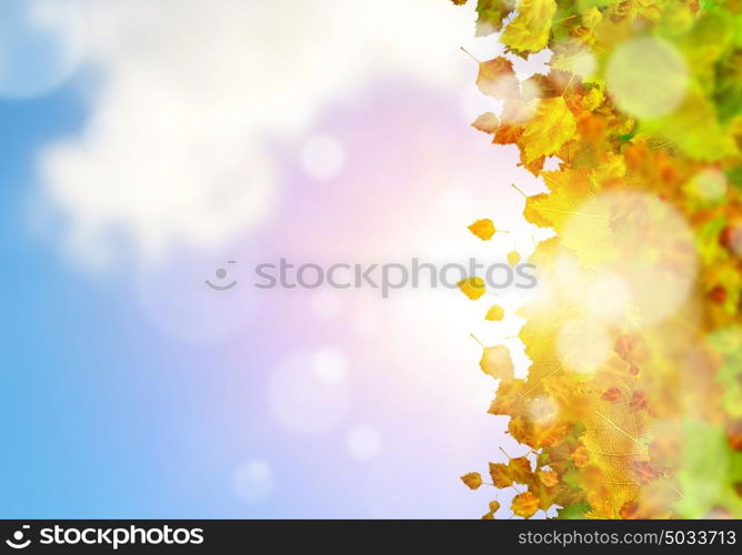 Autumn leaves. Background conceptual image with autumn leaves. Place for text