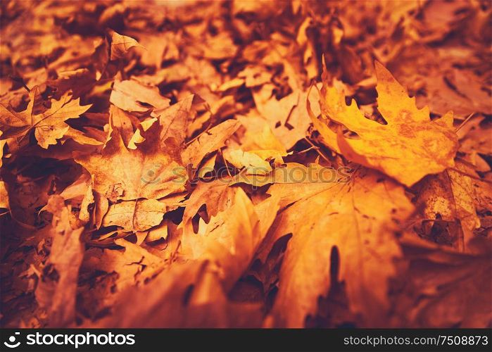 Autumn leaves background, dry orange maple foliage on the ground in the park, textured natural wallpaper, beautiful fall nature