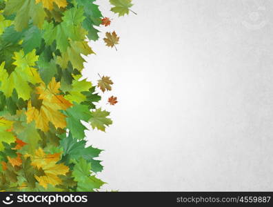 Autumn leaves. Background image with autumn leaves. Place for text