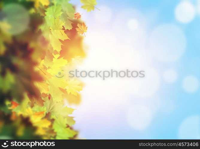 Autumn leaves. Background image with autumn leaves. Place for text