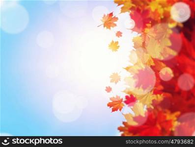 Autumn leaves. Background image with autumn leaves. Place for text