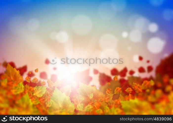 Autumn leaves. Background image with autumn leaves. Place for text