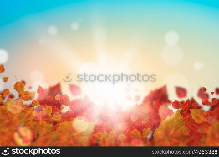 Autumn leaves. Background image with autumn leaves. Place for text