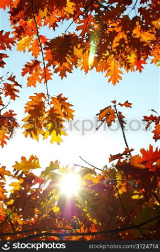 autumn leaves background in a sunny day
