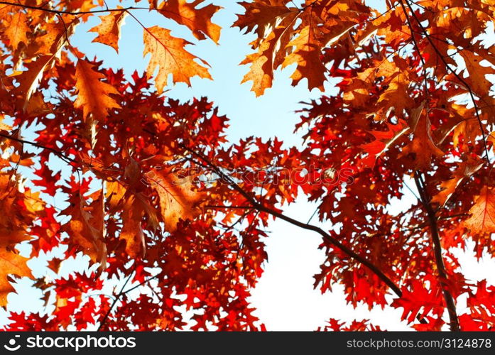 autumn leaves background in a sunny day