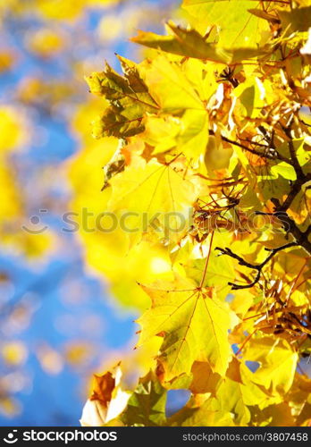 autumn leaves background in a sunny day