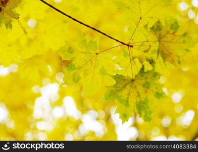 autumn leaves background in a sunny day