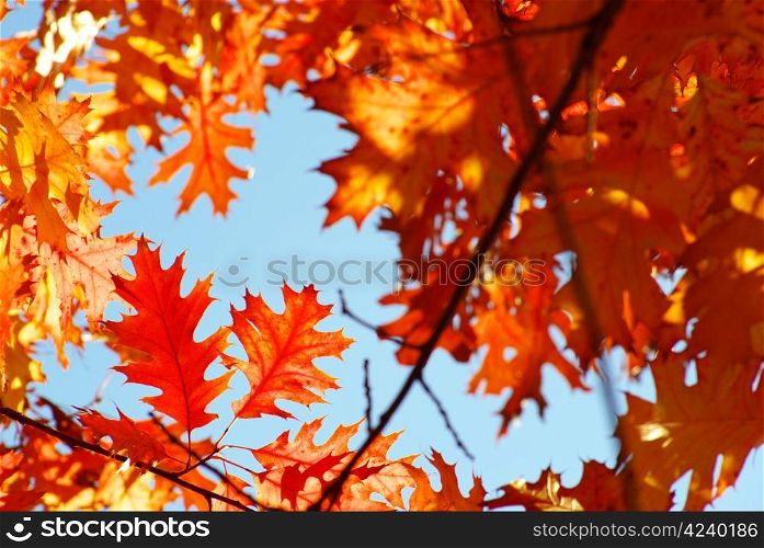 autumn leaves background in a sunny day