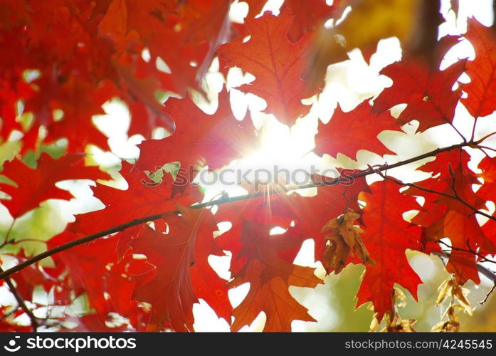 autumn leaves background in a sunny day