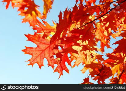 autumn leaves background in sunny day